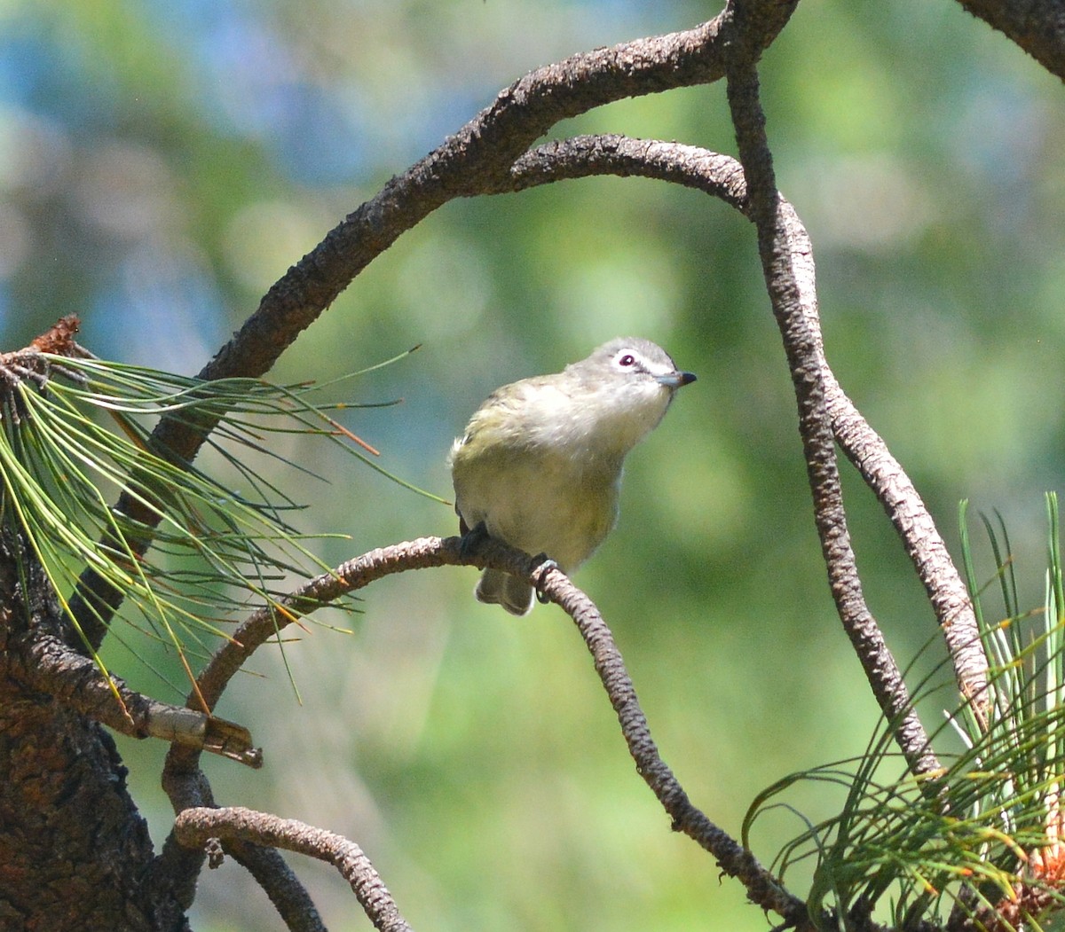 Cassin's Vireo - ML366949311