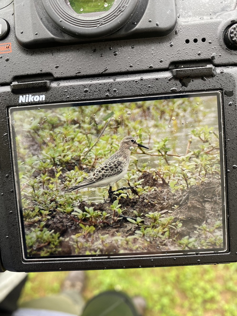 Baird's Sandpiper - Bryan Smith