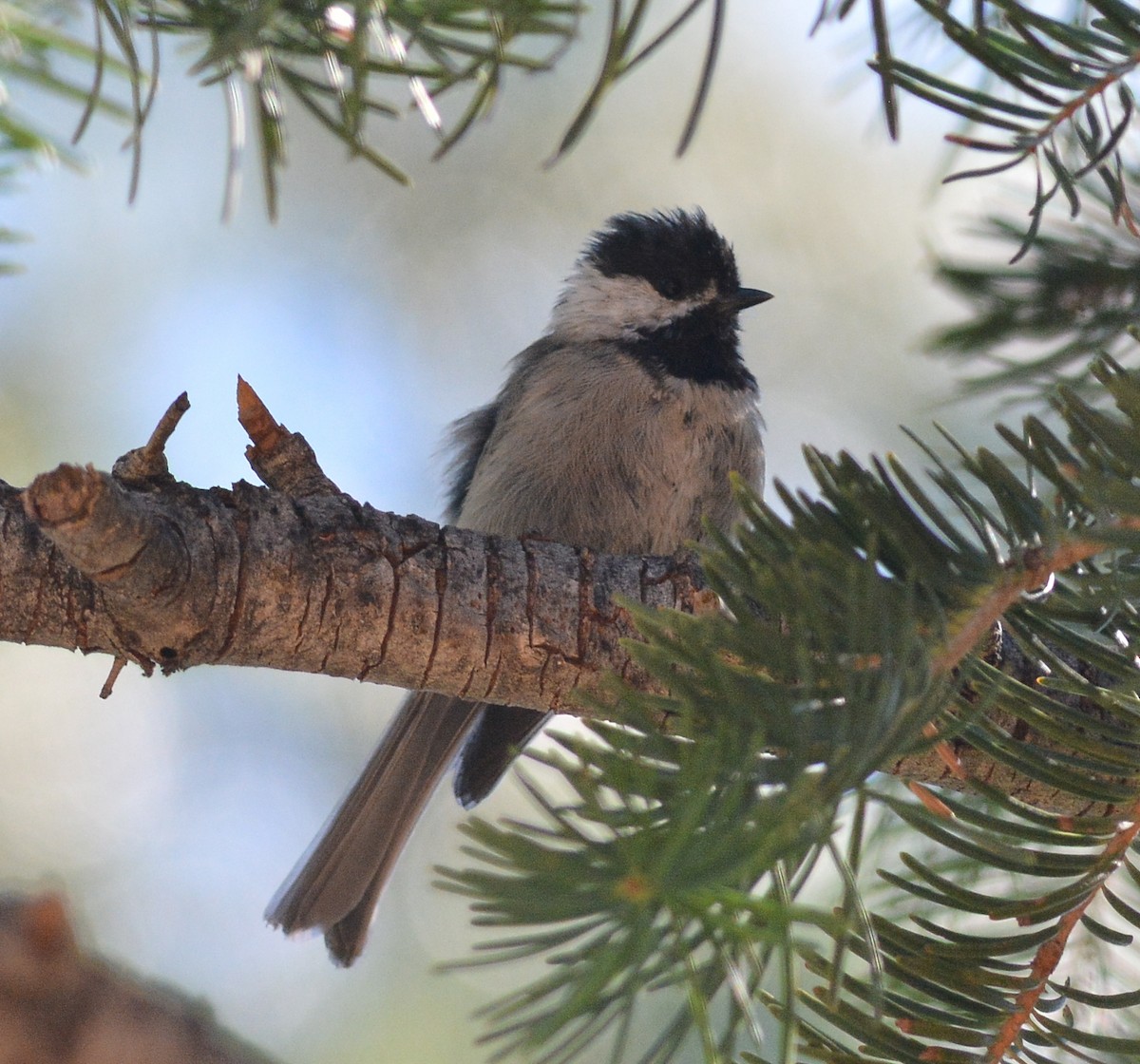 Mexican Chickadee - Clive Harris