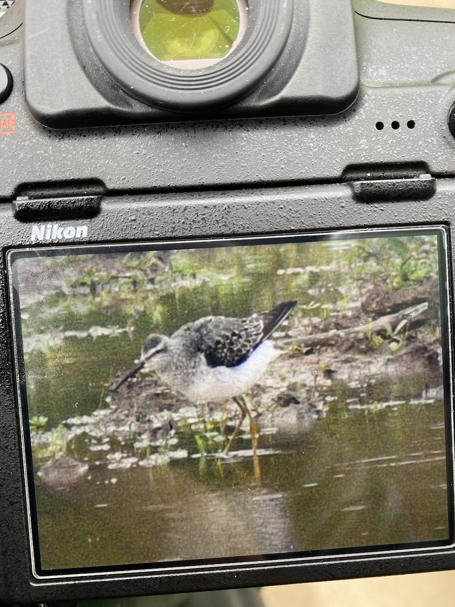 Stilt Sandpiper - Bryan Smith