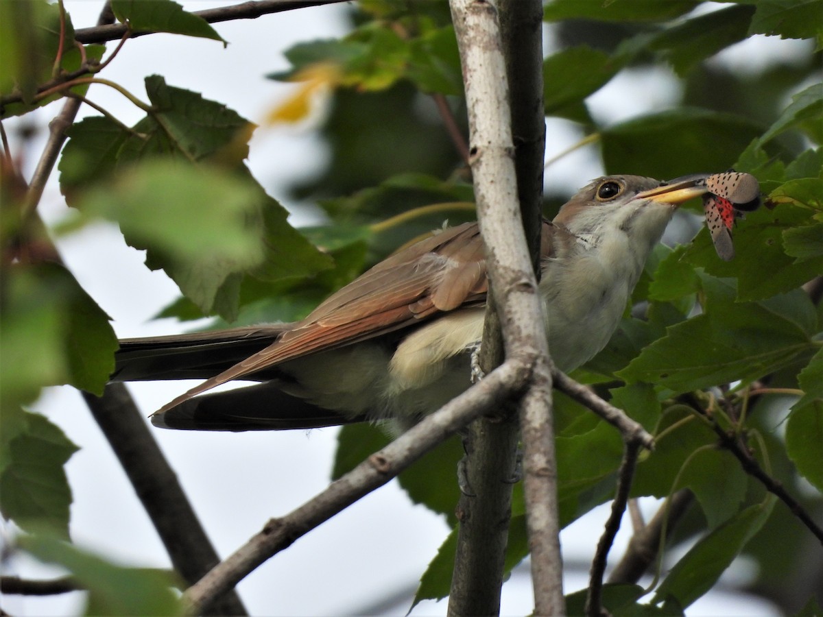 Yellow-billed Cuckoo - ML366950811