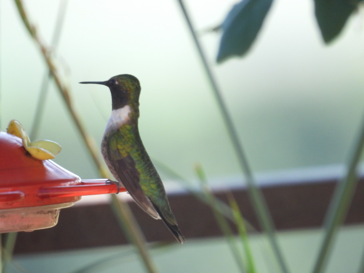 Ruby-throated Hummingbird - ML366953041