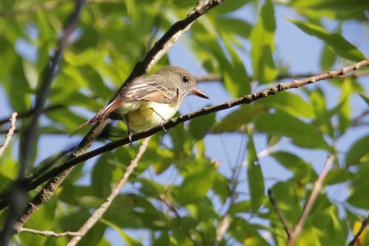 Great Crested Flycatcher - ML366953441