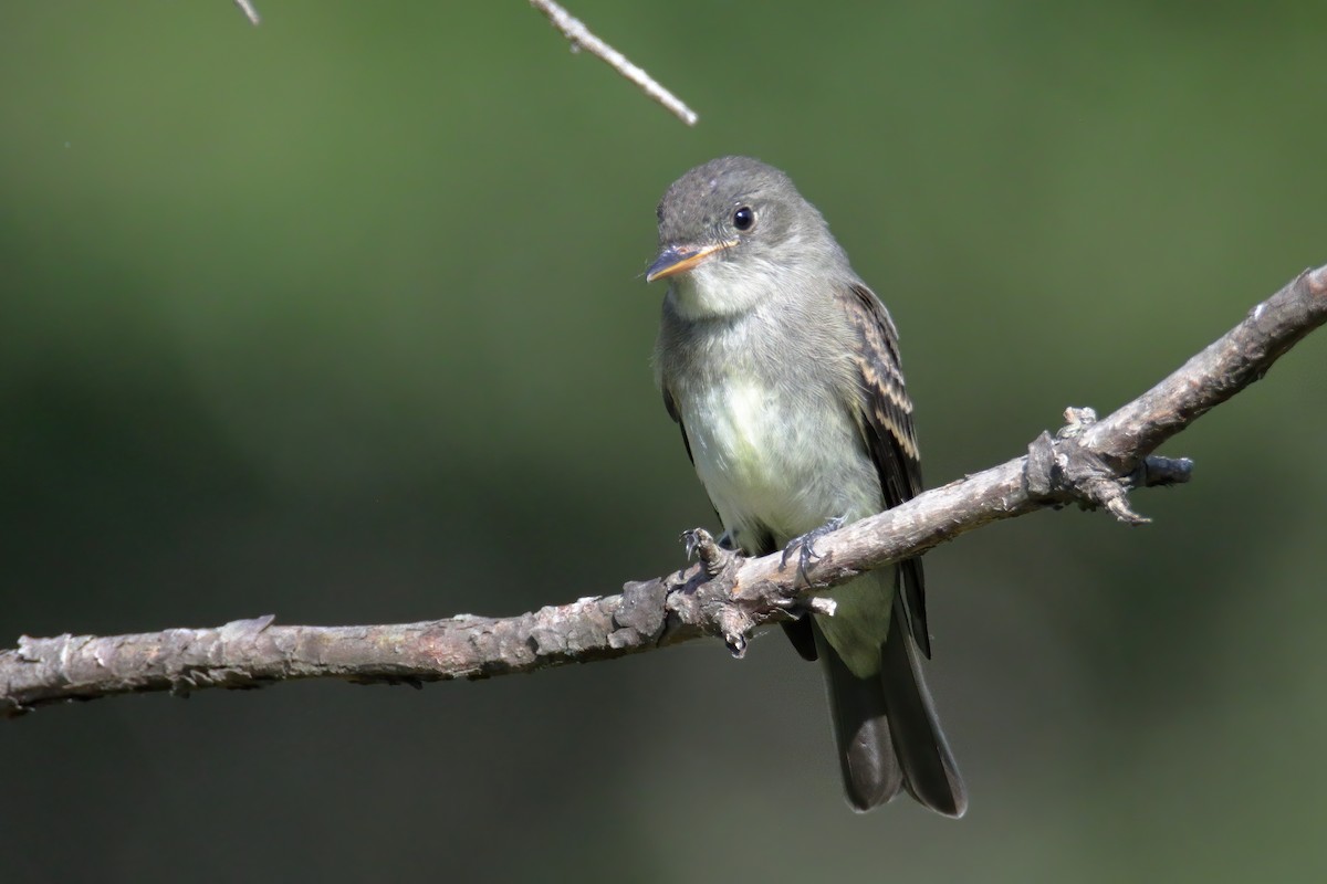 Eastern Wood-Pewee - Mel Green