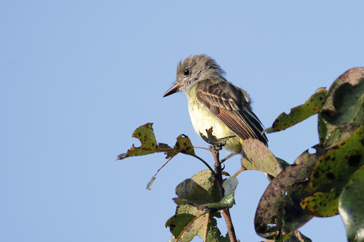 Great Crested Flycatcher - ML366953481