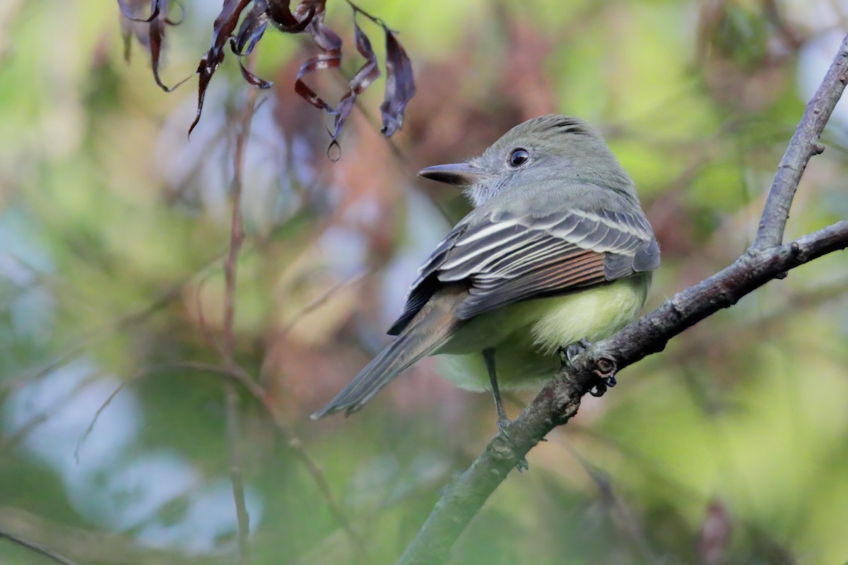 Great Crested Flycatcher - ML366953491