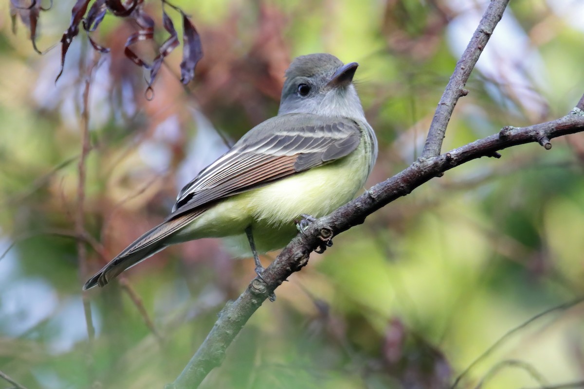 Great Crested Flycatcher - ML366953551