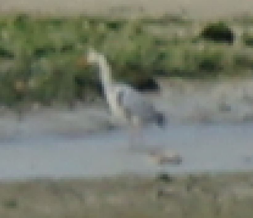 Airone cenerino - ML366954331