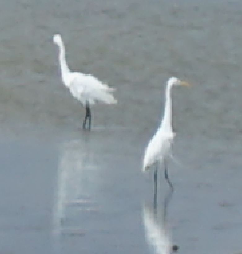 Airone bianco maggiore - ML366954441