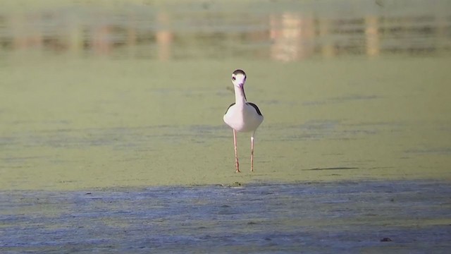 Black-necked Stilt (Black-necked) - ML366954851