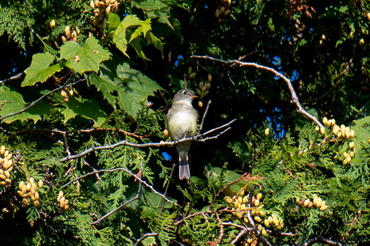 Least Flycatcher - ML366955291