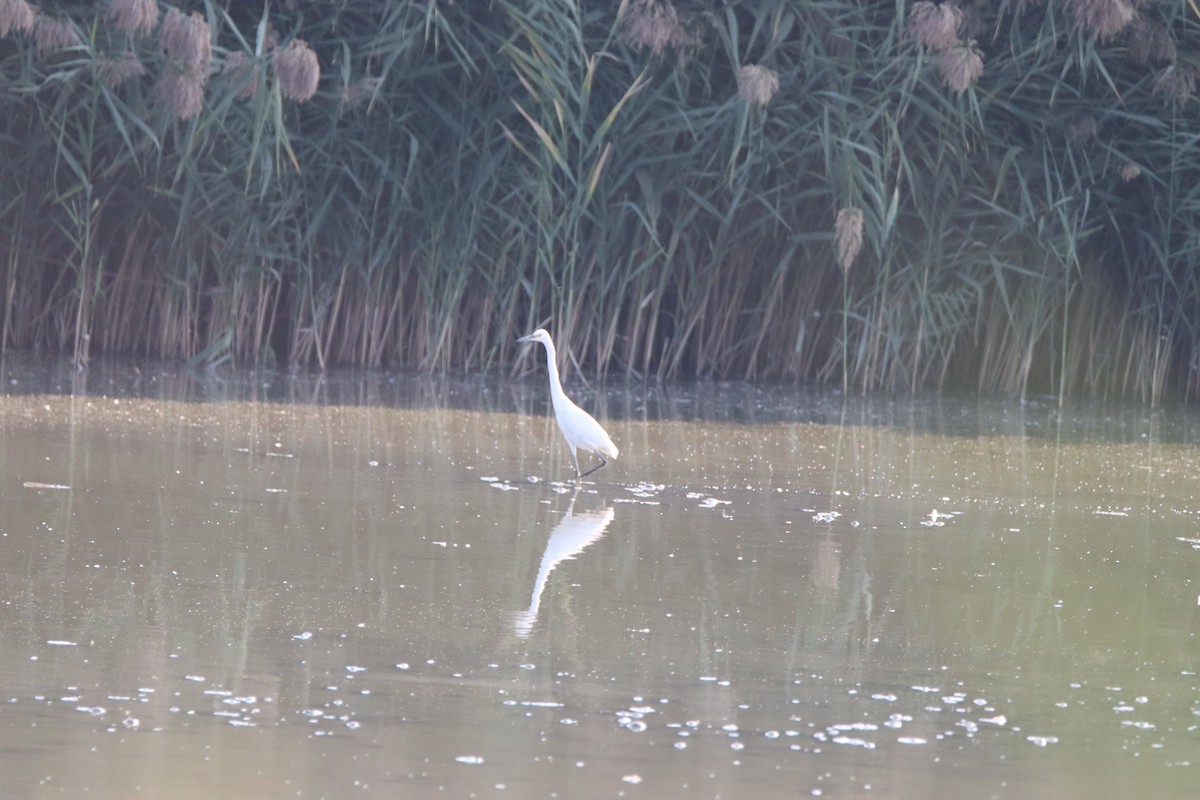 Snowy Egret - ML366957301