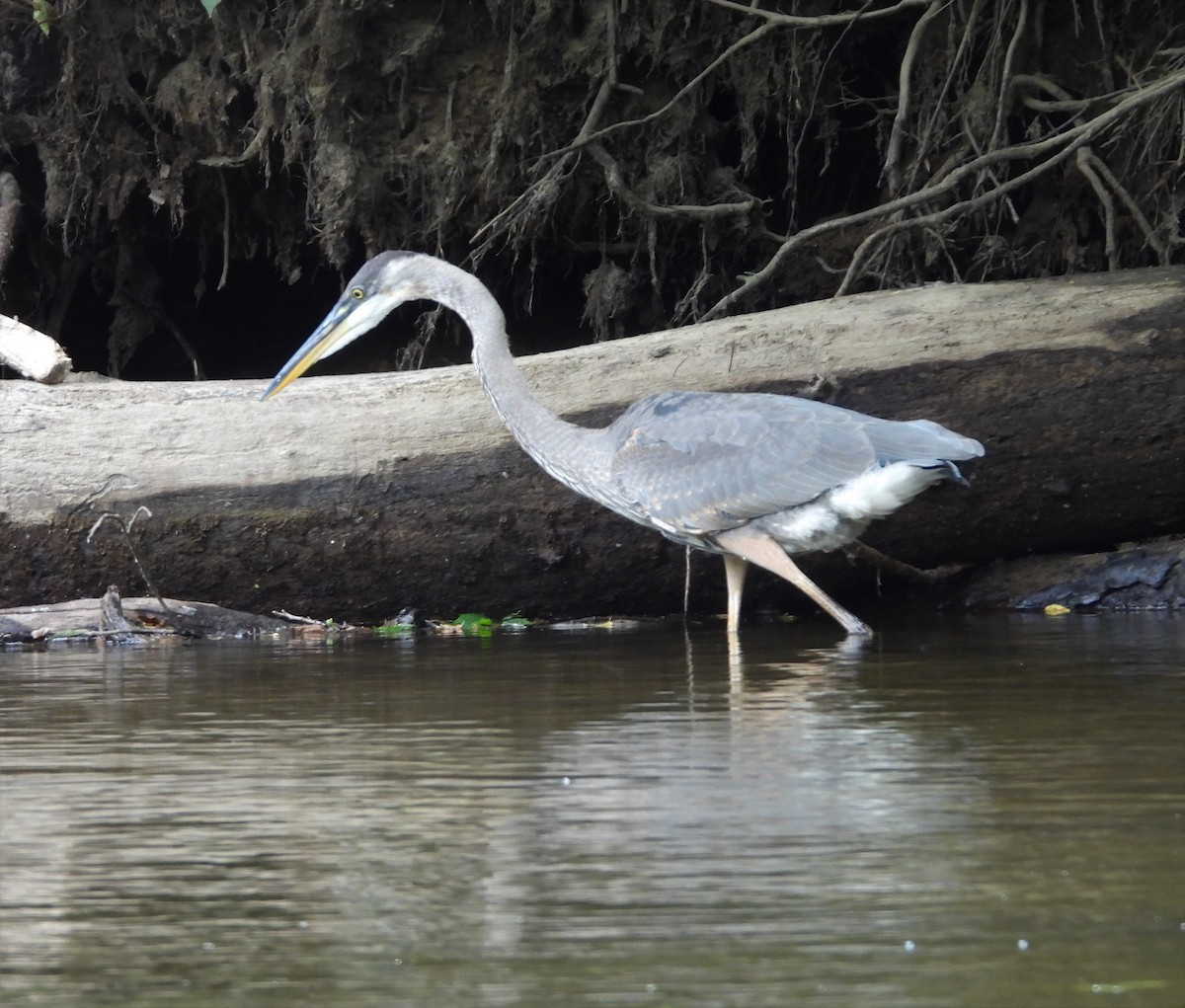 Garza Azulada - ML366958161
