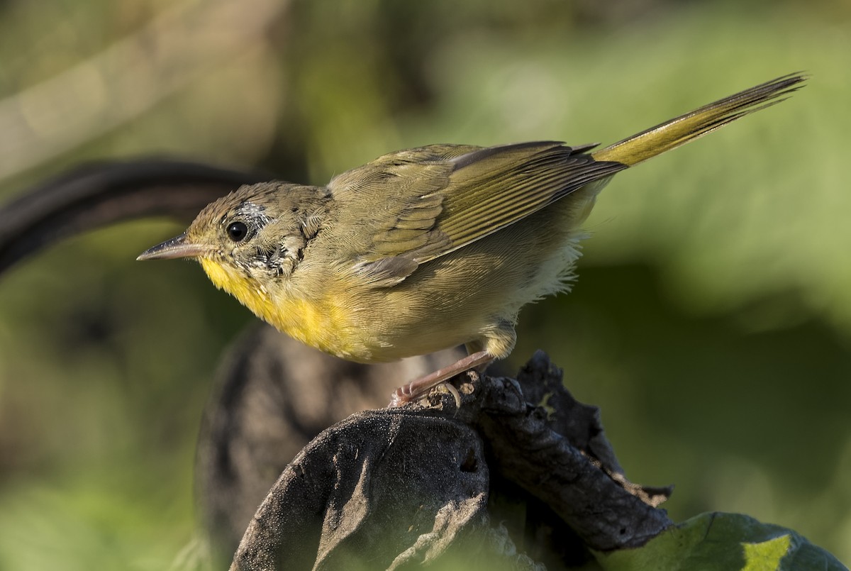Common Yellowthroat - Don Danko