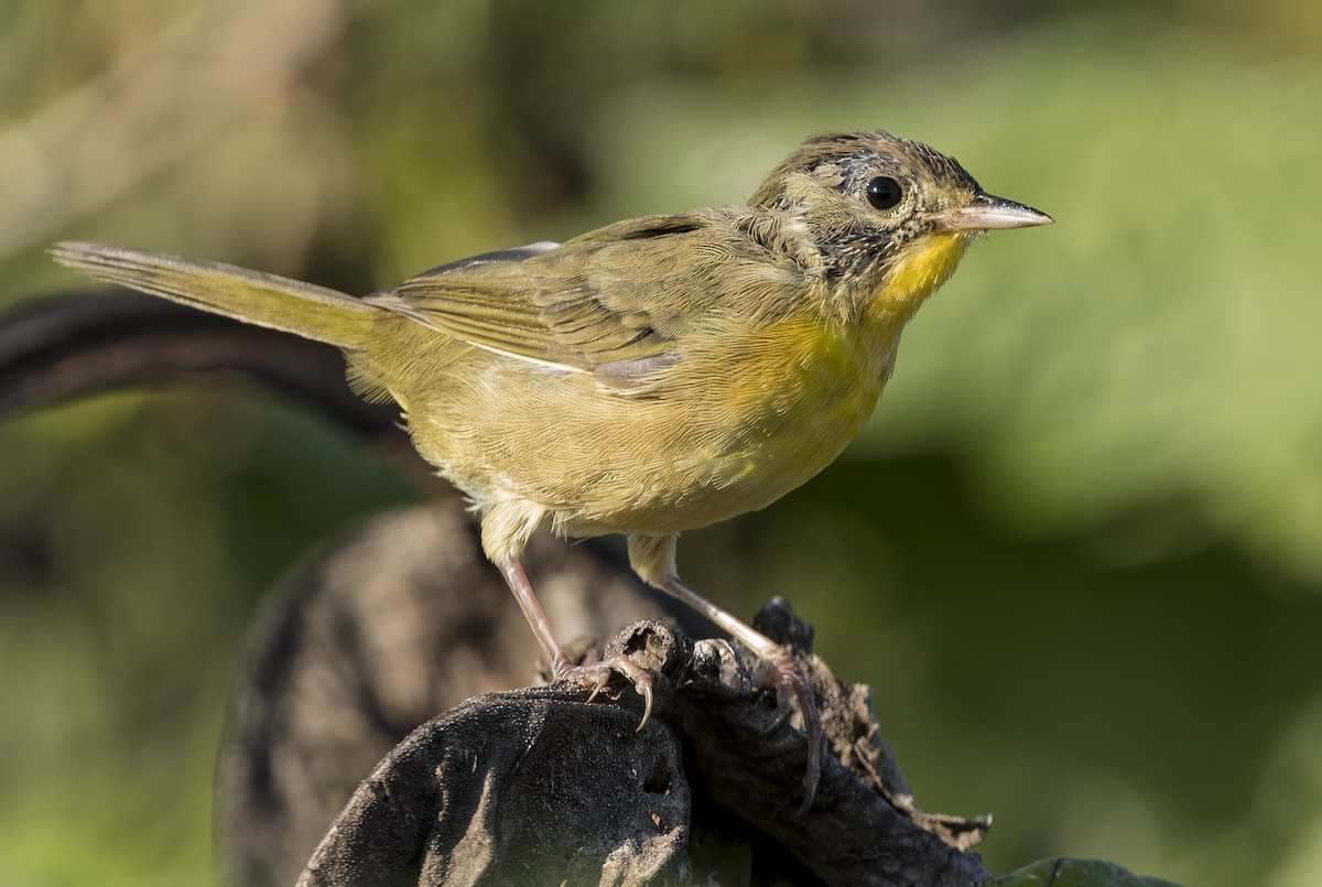 Common Yellowthroat - Don Danko