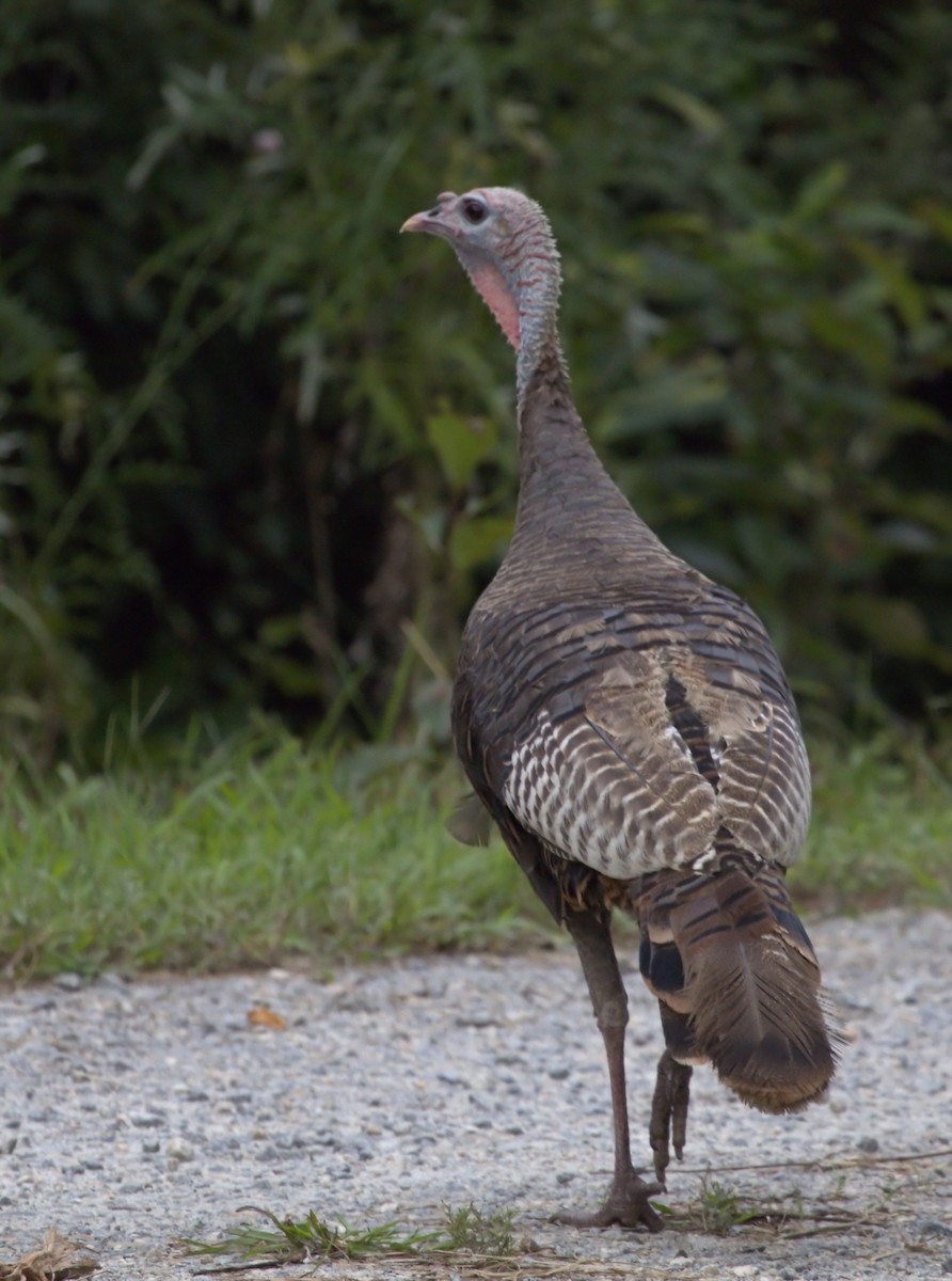 Wild Turkey - Andrew Tao