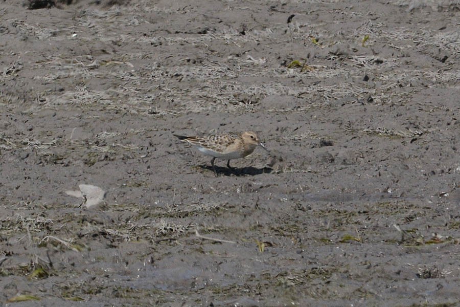 Baird's Sandpiper - ML366961761