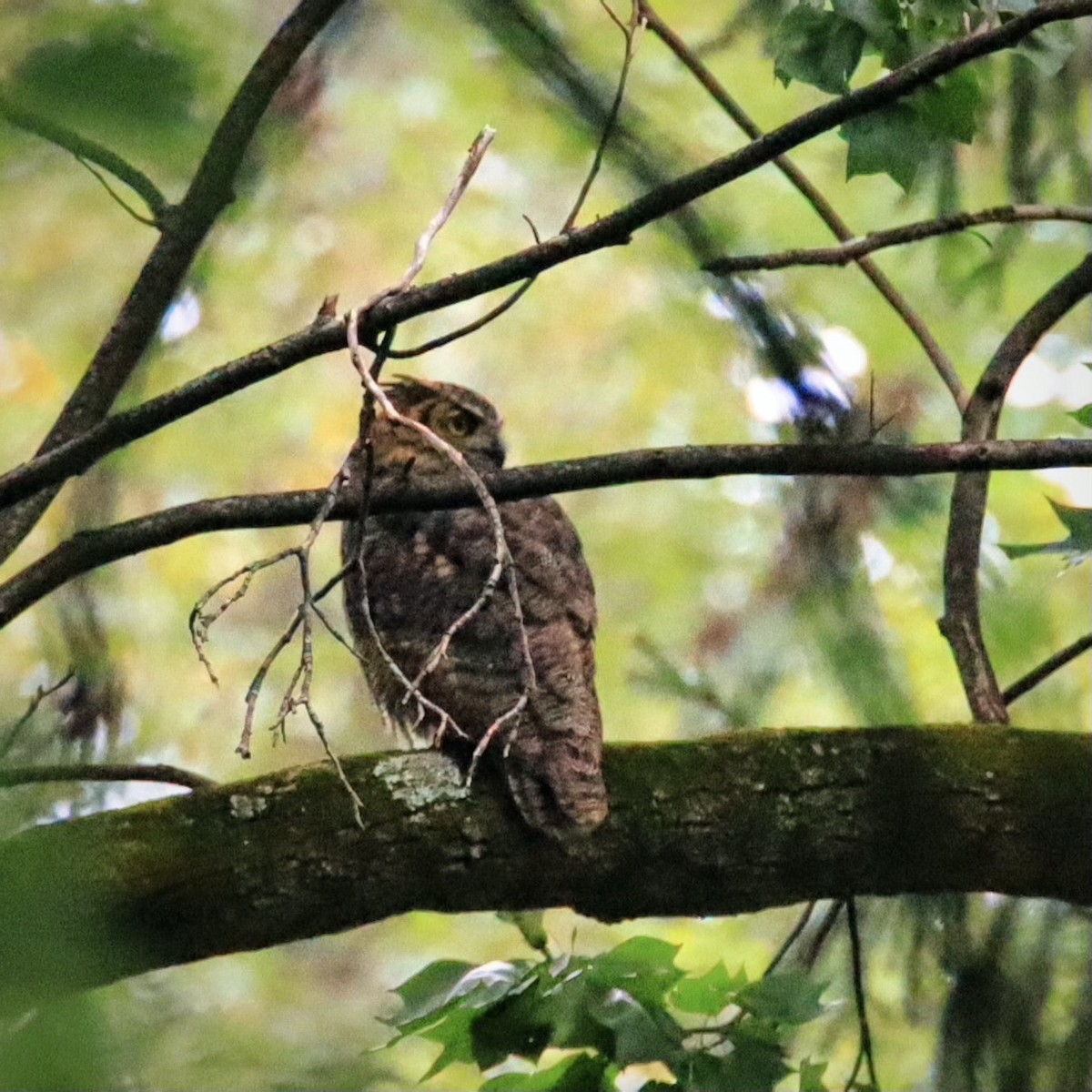 Great Horned Owl - ML366962451