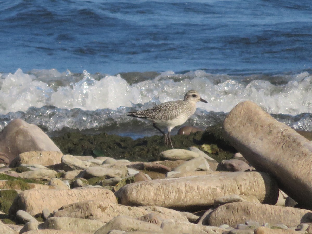 Black-bellied Plover - Dominik Hałas