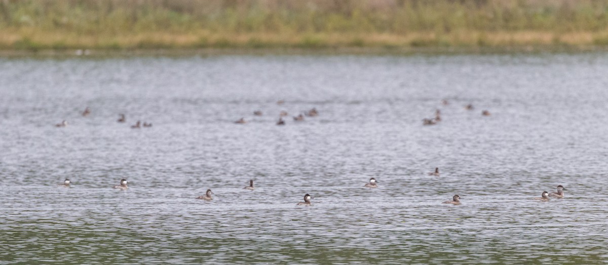 Ruddy Duck - ML36696281