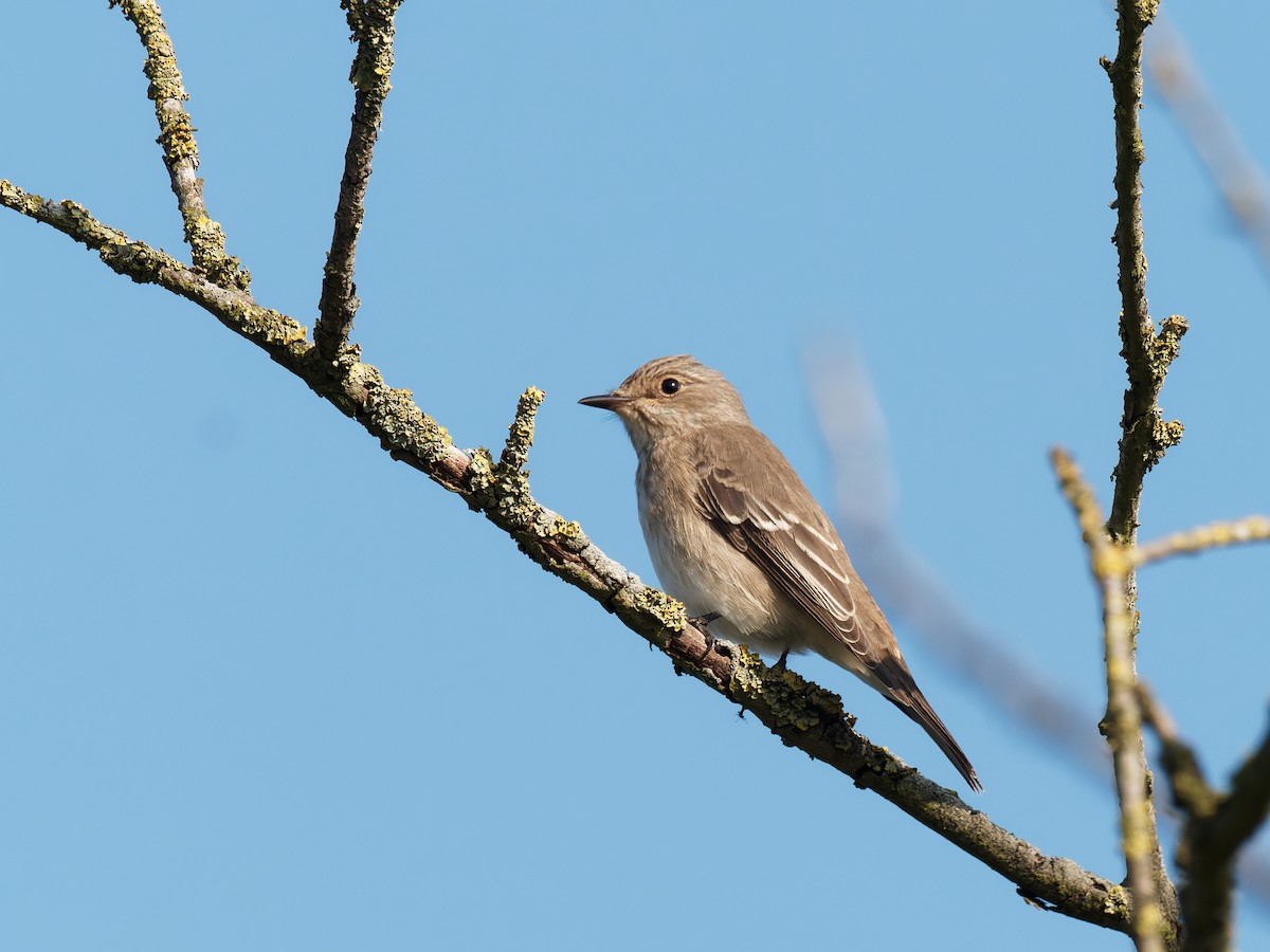 Euli-txori grisa - ML366963331