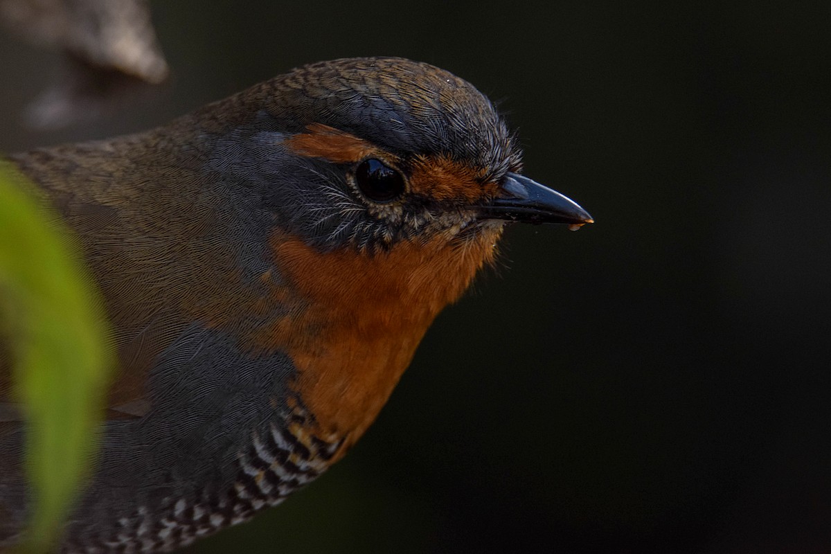 Chucao Tapaculo - ML366963981