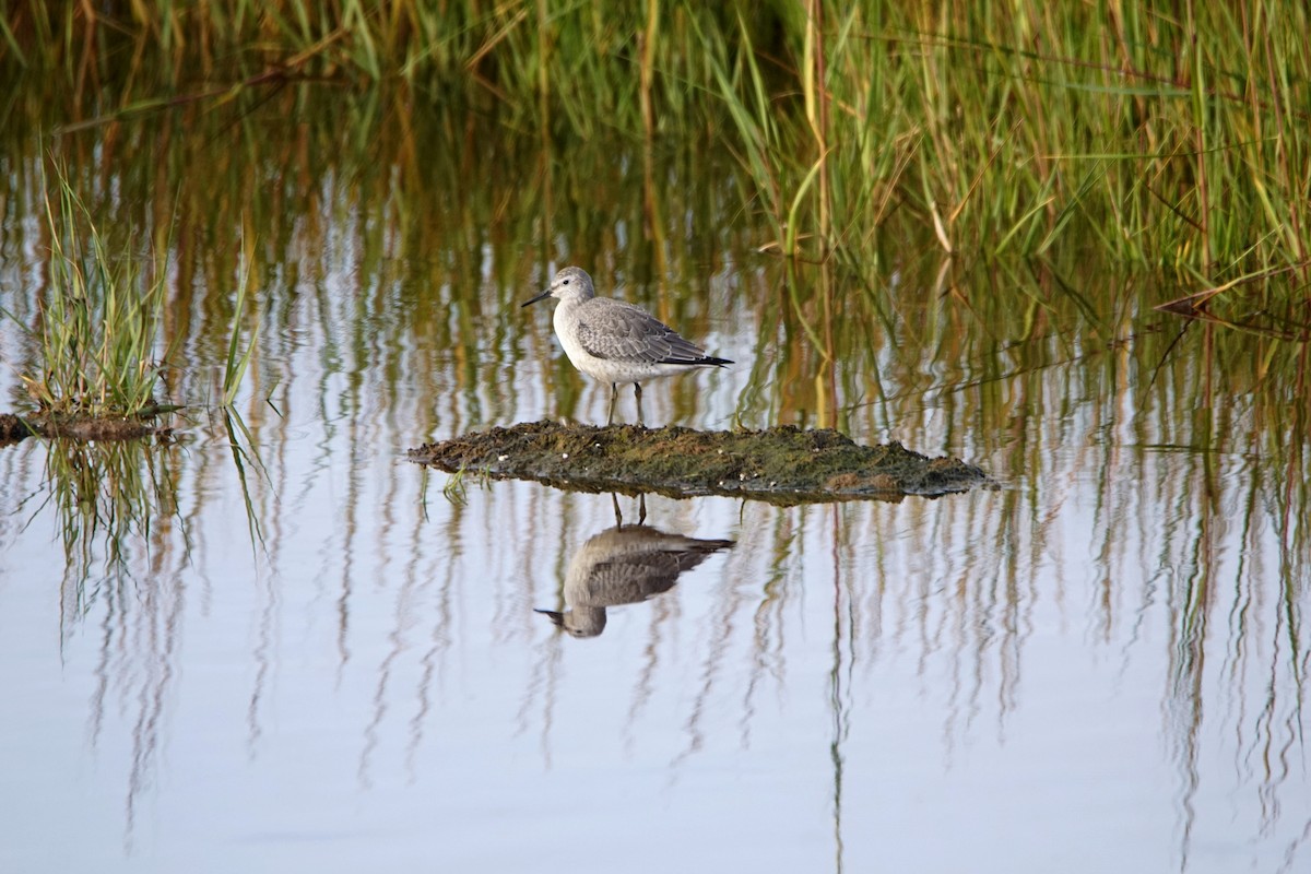 Red Knot - ML366964301