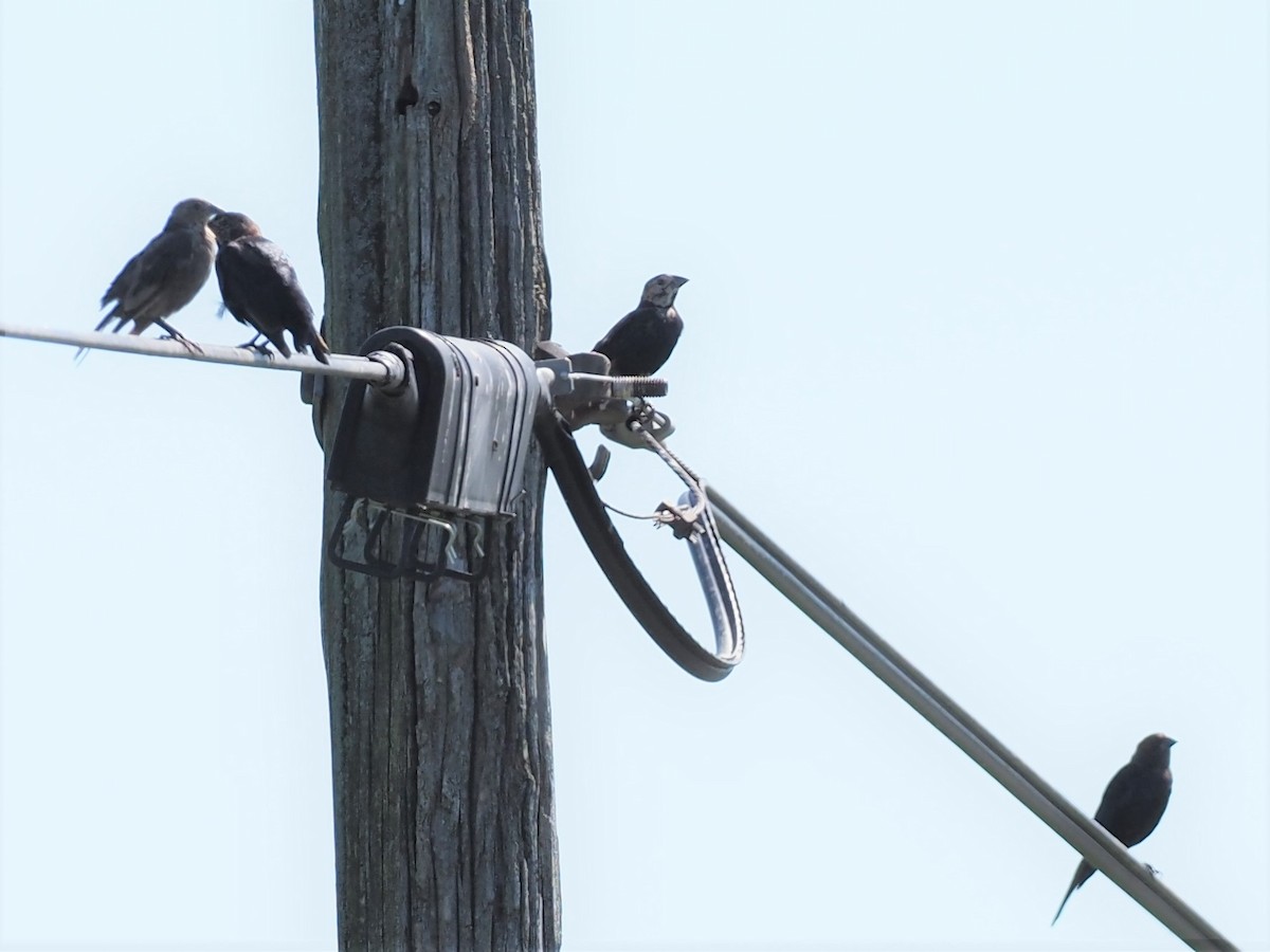 Brown-headed Cowbird - ML366965271