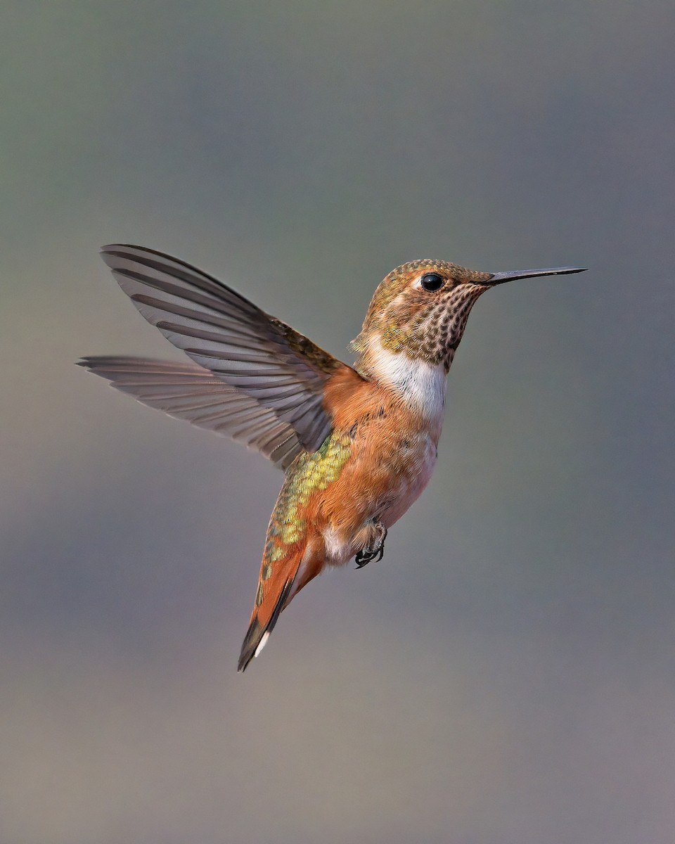 ML366967231 - Rufous Hummingbird - Macaulay Library