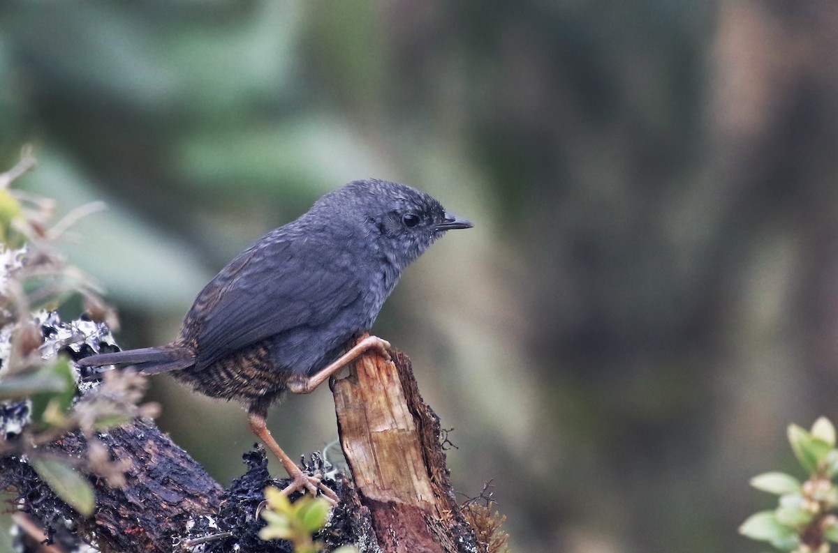 Neblina Tapaculo - Andrew Spencer