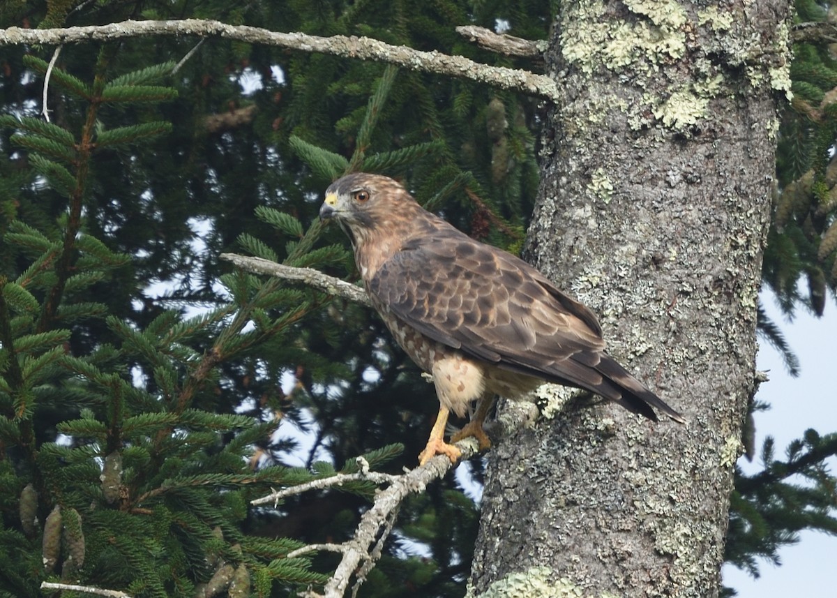 Broad-winged Hawk - Guy Babineau