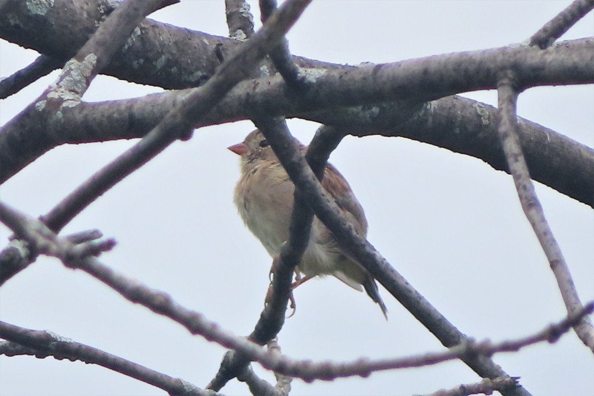 Field Sparrow - ML366968751