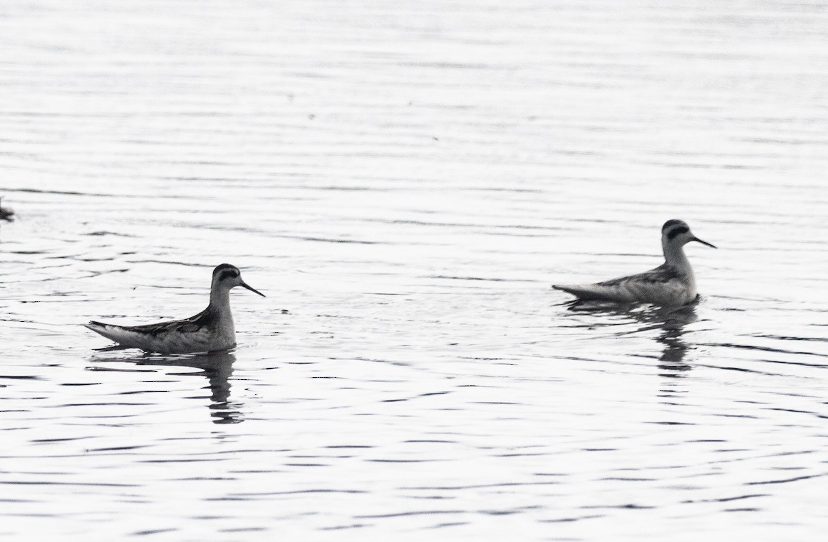 Phalarope à bec étroit - ML366968781