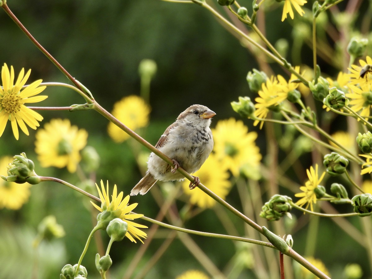 Moineau domestique - ML366970171
