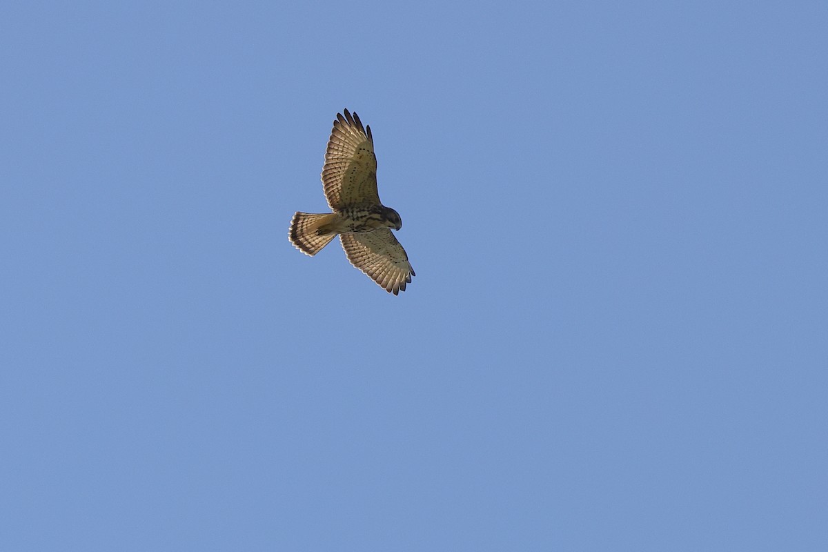 Broad-winged Hawk (Northern) - Beth Phillips