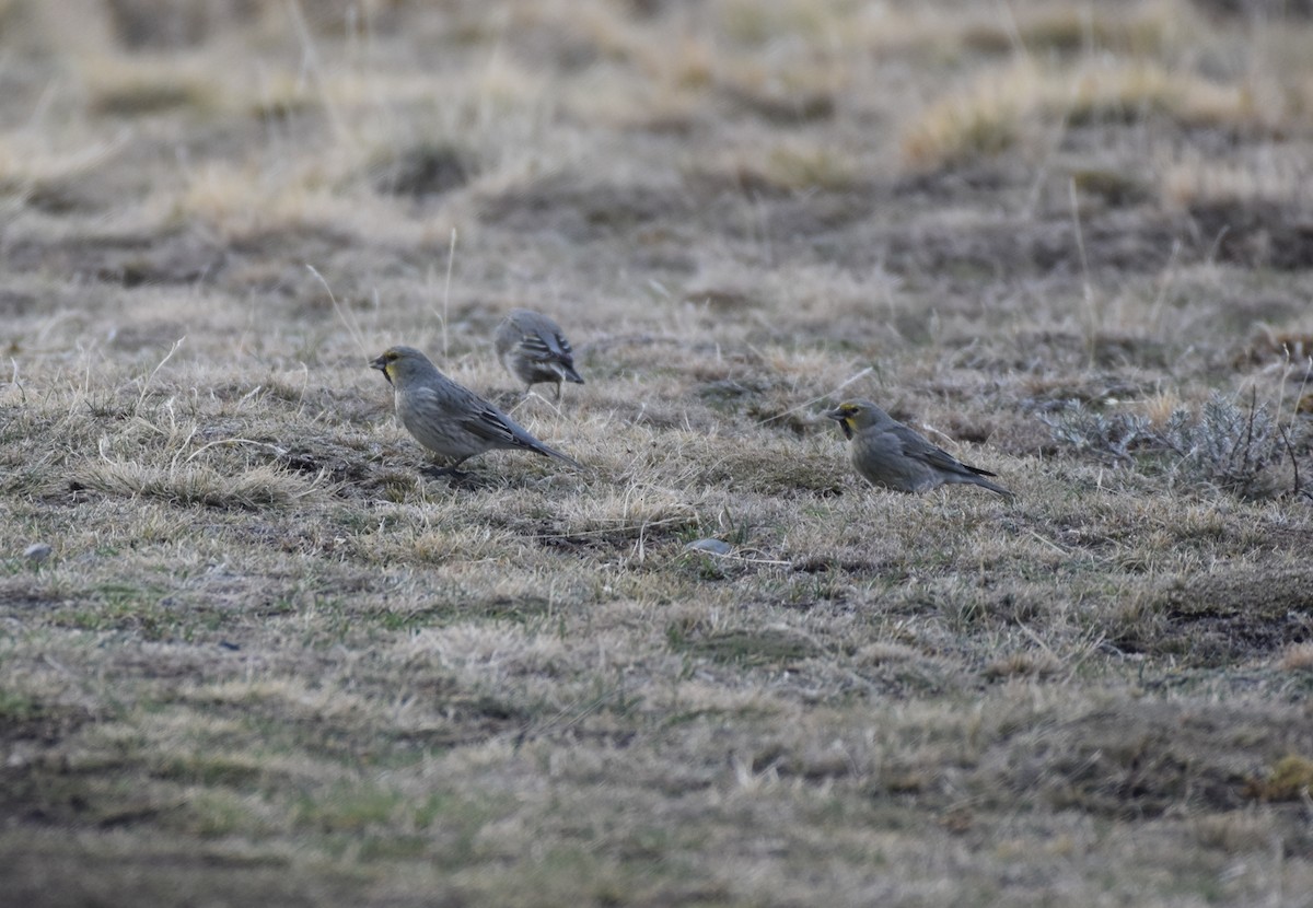 Yellow-bridled Finch (White-tailed) - ML366974071