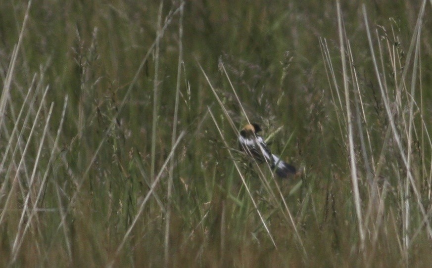 bobolink americký - ML366974251