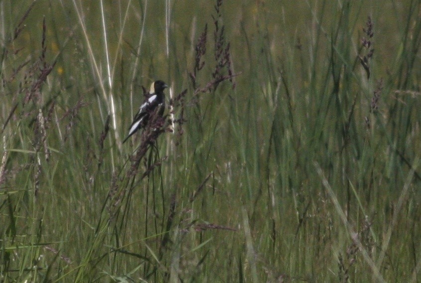 Bobolink - ML366974261