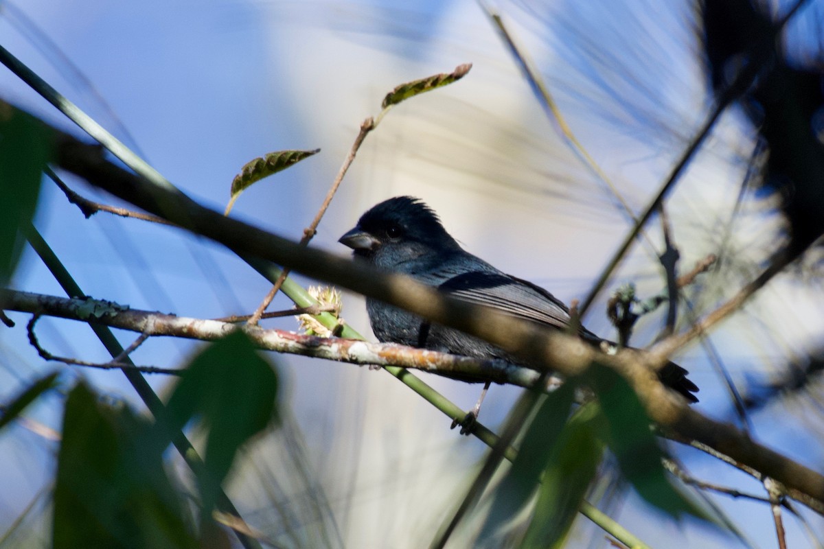 Blue Seedeater - ML366975861