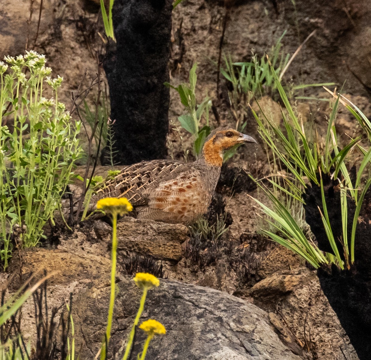 Finsch's Francolin - ML366976641