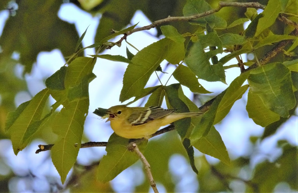 Bay-breasted Warbler - ML366978211