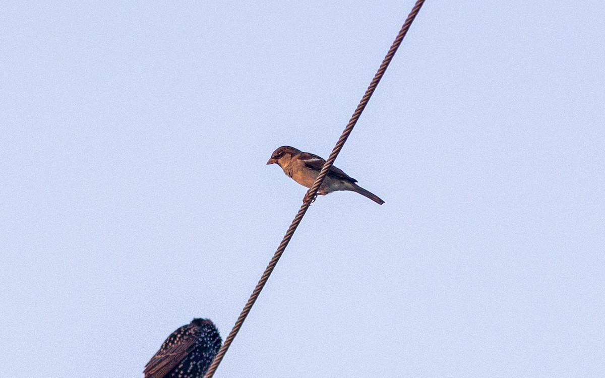 House Sparrow - Gary Leavens