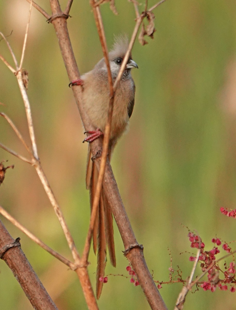 Speckled Mousebird - ML366980361