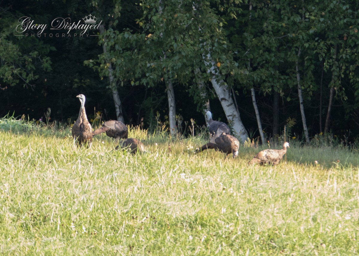 Guajolote Gallipavo - ML366981091