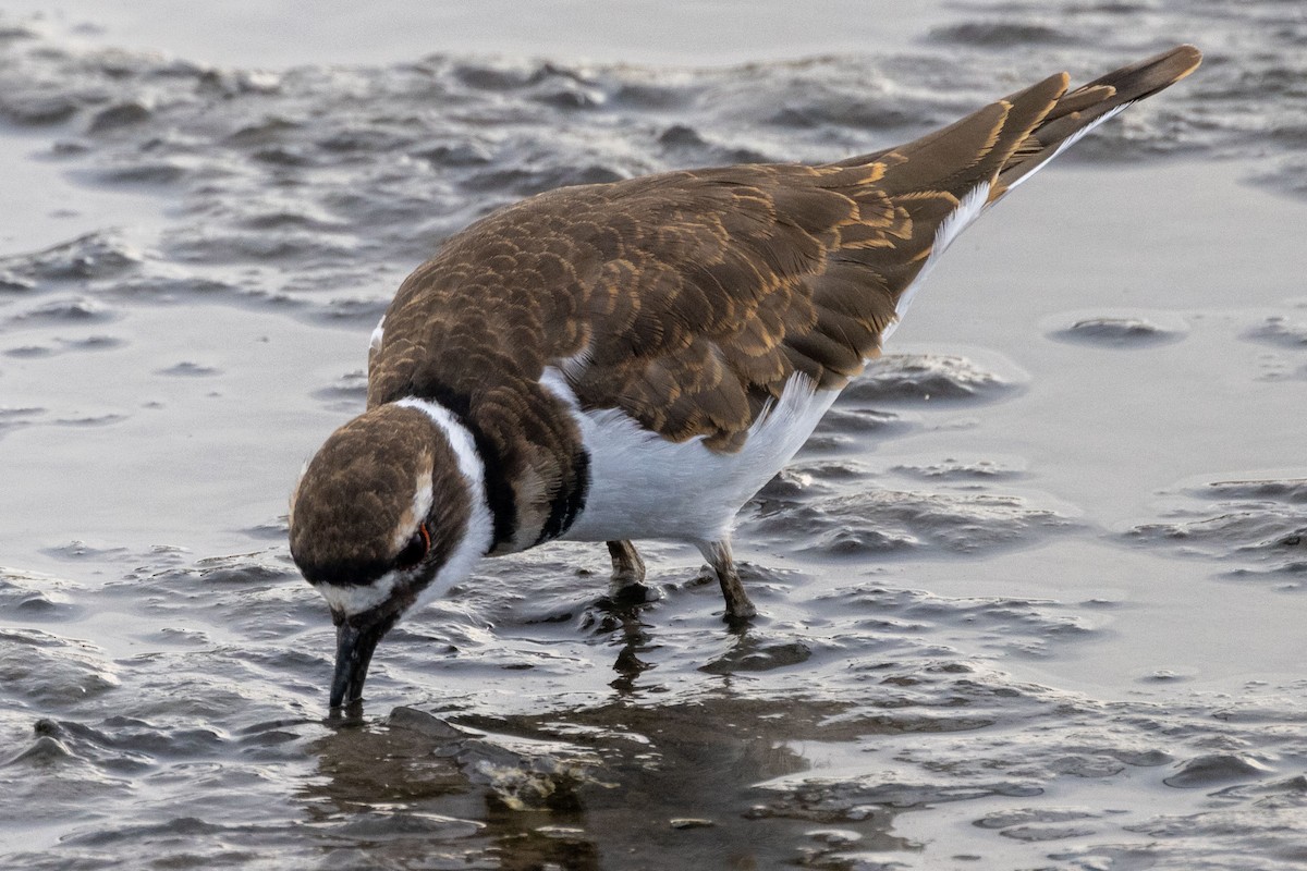 Killdeer - ML366981551