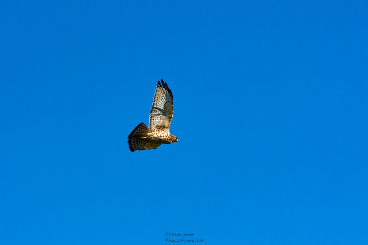 Broad-winged Hawk - ML366981561