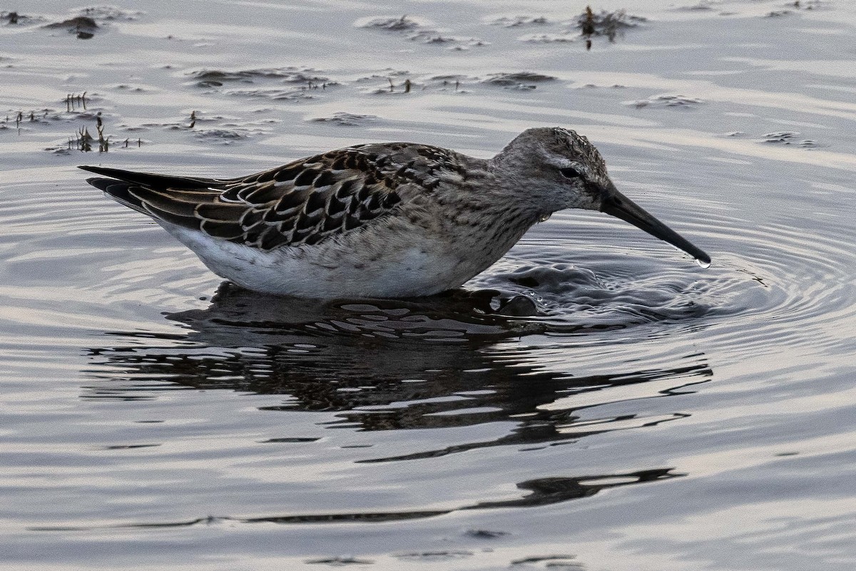 Stilt Sandpiper - ML366981591