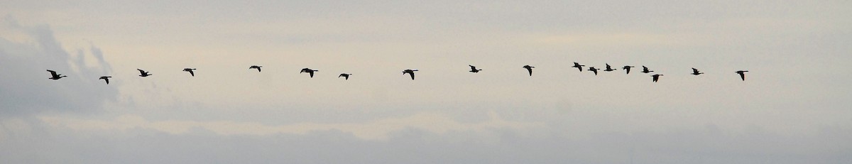 Branta kanadar txikia - ML36698231