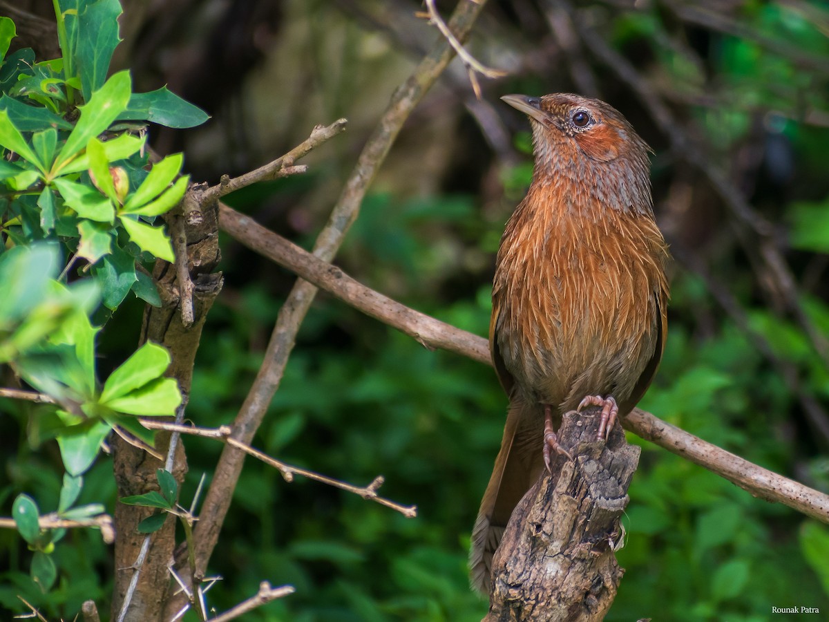 Streaked Laughingthrush - ML366982811