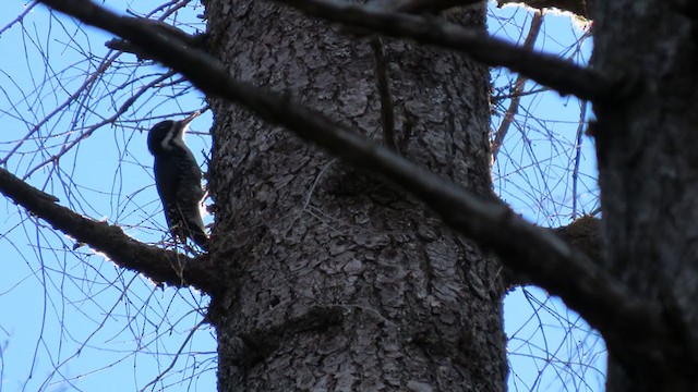 Black-backed Woodpecker - ML366983961